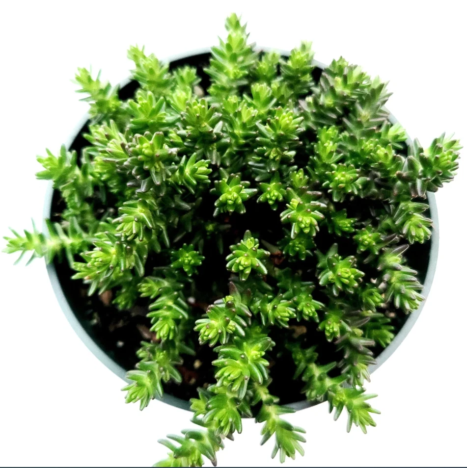 Sedum Sexangulare Succulent Live Plant – 4-Inch Potted Stonecrop, Green Foliage, Low-Growing, Indoor & Outdoor Container Plant
