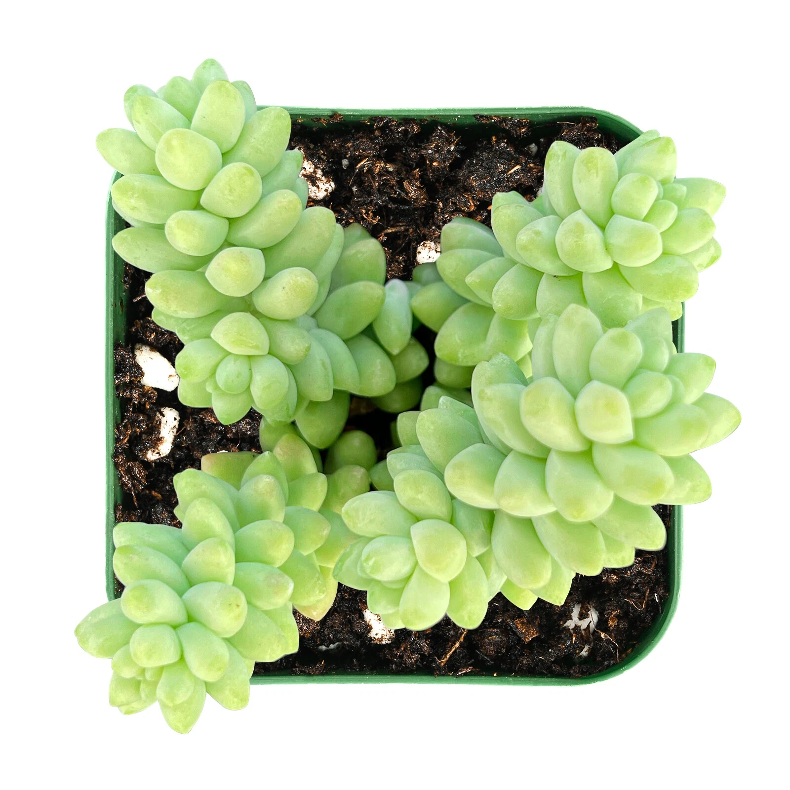 Burro’s Tail Succulent Live Plant – Sedum morganianum, Trailing Blue-Green Foliage, Rooted in 2-Inch Pot