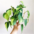 Philodendron Brasil Cuttings – 3 Variegated Heartleaf Vine Stem Cuttings for Indoor Propagation – Philodendron hederaceum 'Brasil'