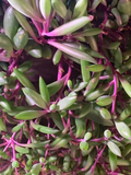 Othonna Capensis Ruby Necklace Succulent Cuttings – 5 Unrooted Hanging Stem Clippings, 3-4 Inches, Trailing Succulent, Propagation Plant