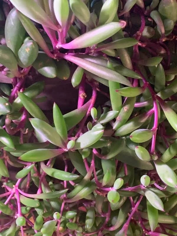 Othonna Capensis Ruby Necklace Succulent Cuttings – 5 Unrooted Hanging Stem Clippings, 3-4 Inches, Trailing Succulent, Propagation Plant