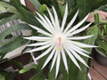 Epiphyllum Night Blooming Cereus Cuttings – 3 Stems for Rooting, Orchid Cactus Propagation, Hylocereus hookeri strictum