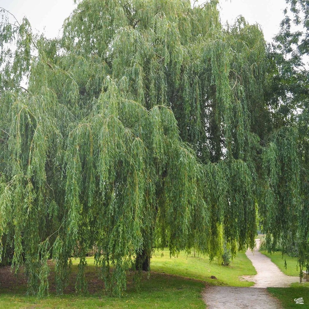 Weeping Willow Cuttings – 20 Unrooted 8–12" Salix babylonica Fast-Growing Shade Tree Starter Wood