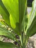 Green Ti Leaf Cuttings – 2 Hawaii-Grown Manoa Logs 6–7" for Rooting | Cordyline fruticosa Starter Plants