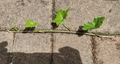English Ivy Cuttings – 10 Live 6” Hedera helix Vines for Indoor and Outdoor Growth