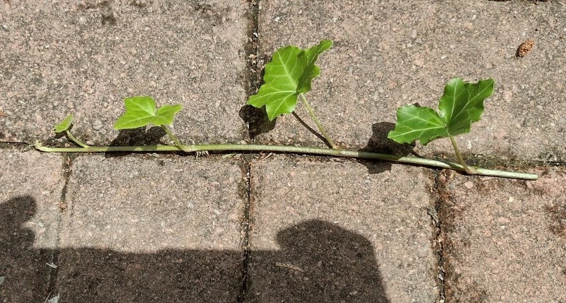 English Ivy Cuttings – 10 Live 6” Hedera helix Vines for Indoor and Outdoor Growth