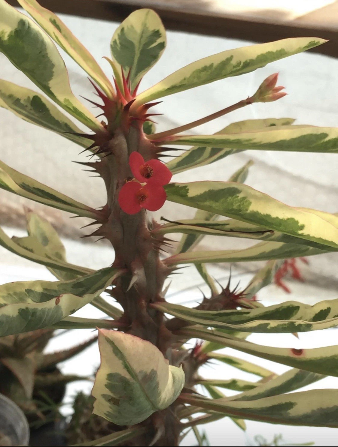 Variegated Euphorbia Crown of Thorns – Rooted 4" Pot Succulent Plant