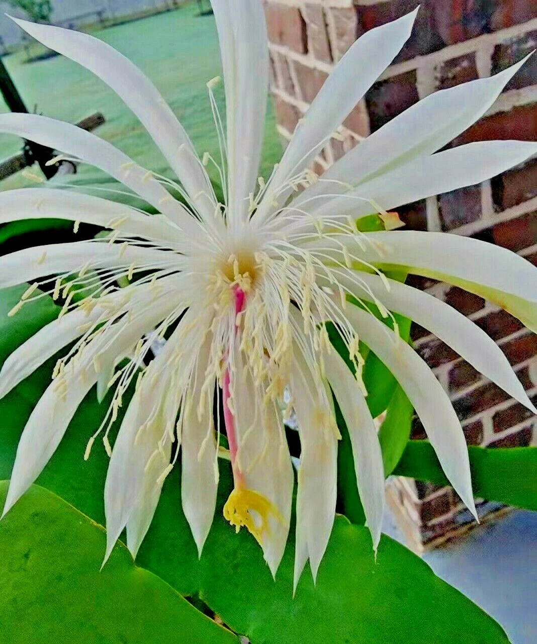 Night Blooming Cereus – Rooted Live Cactus Plant in 4" Pot | Epiphyllum oxypetalum