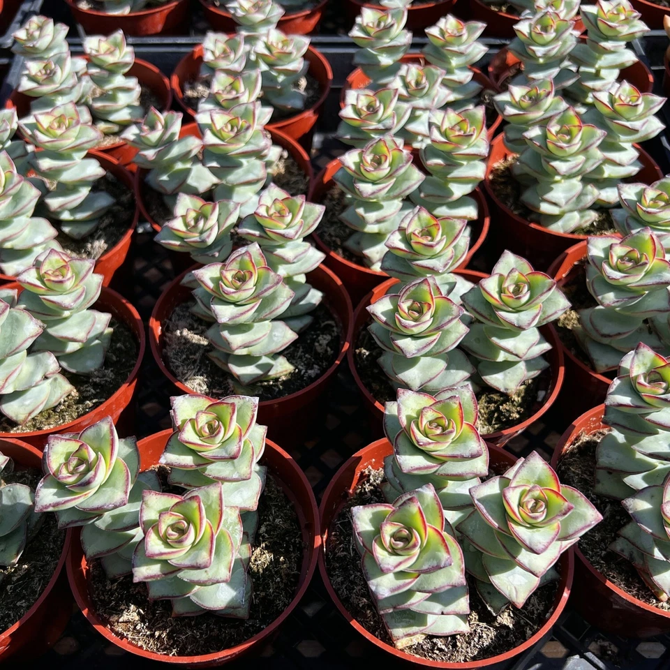 Crassula perforata Succulent – Live 4” Potted String of Buttons Plant, Easy-Care Indoor or Outdoor Decorative Succulent
