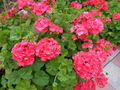 Hardy Fragrant Geranium Cuttings - 5 Fresh Red Orange Pelargonium Cuttings 6 Inches Long