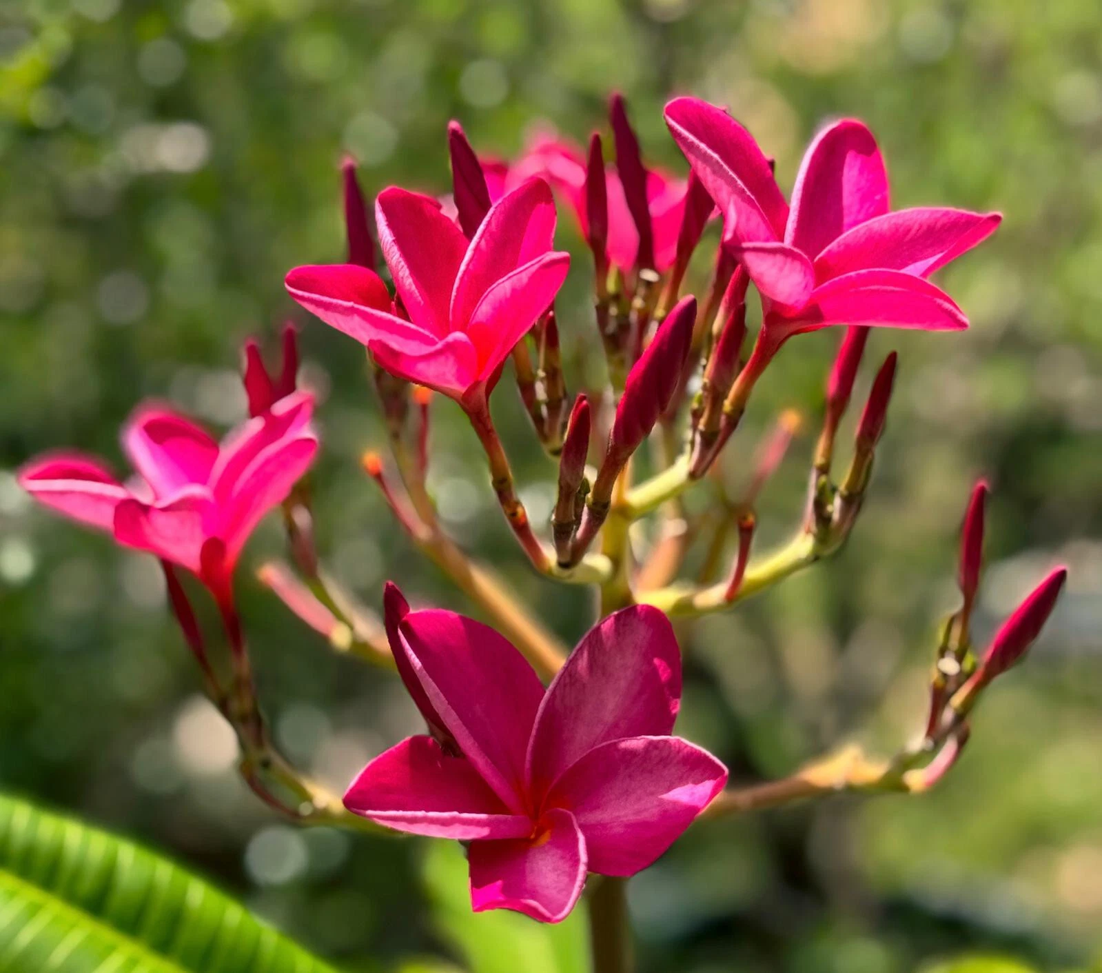 Pink Plumeria Cutting – 6–8 Inch Frangipani Stem for Growing & Rooting, Hawaiian Tropical Flowering Plant, Plumeria rubra