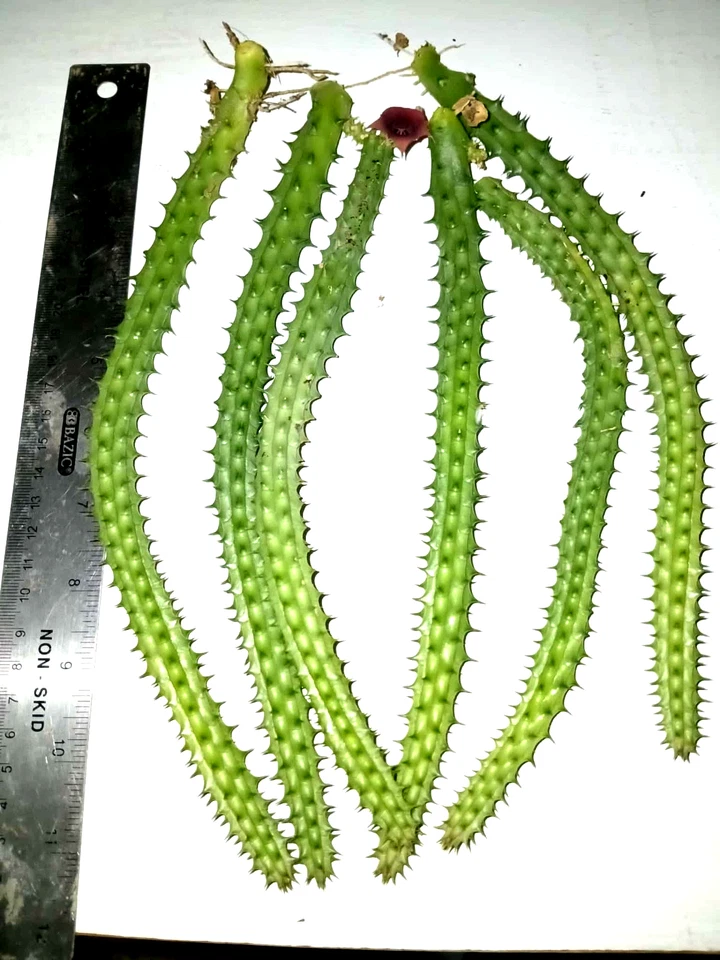 Huernia Macrocarpa Red Dragon – 6 Rooted Cuttings 10 Inches Long Burgundy Succulent