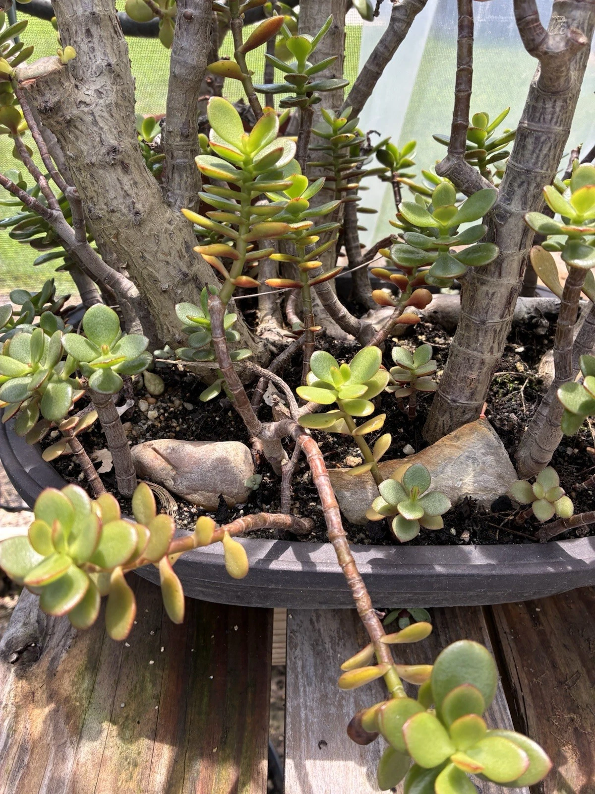 Crassula Ovata Jade Plant Cuttings – Unrooted Succulent Propagation Set with Small and Big Leaf Varieties