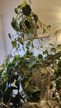 Live Pothos Plant Cuttings – Epipremnum aureum, Green Trailing Houseplant for Indoor Propagation