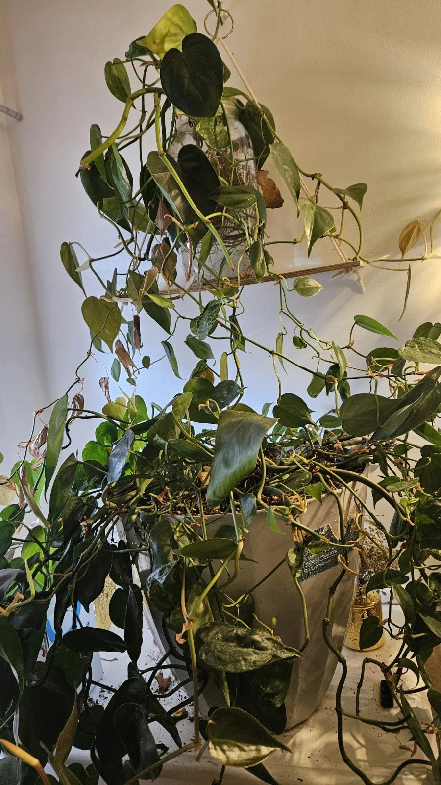 Live Pothos Plant Cuttings – Epipremnum aureum, Green Trailing Houseplant for Indoor Propagation