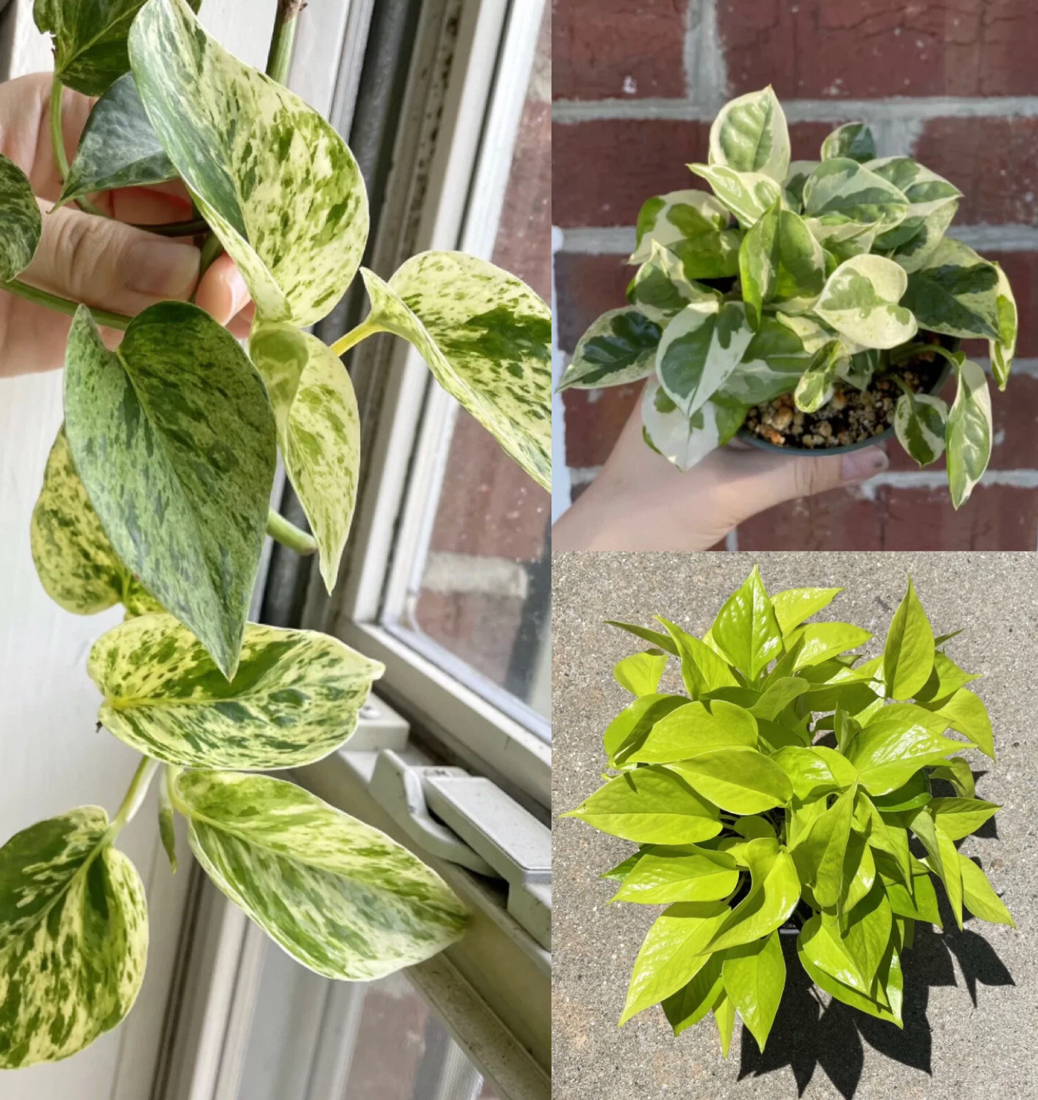 Pothos Cuttings Set – 6 Indoor Vine Starts with Variegated Marble Queen, Neon, N’Joy Epipremnum aureum for Easy Propagation