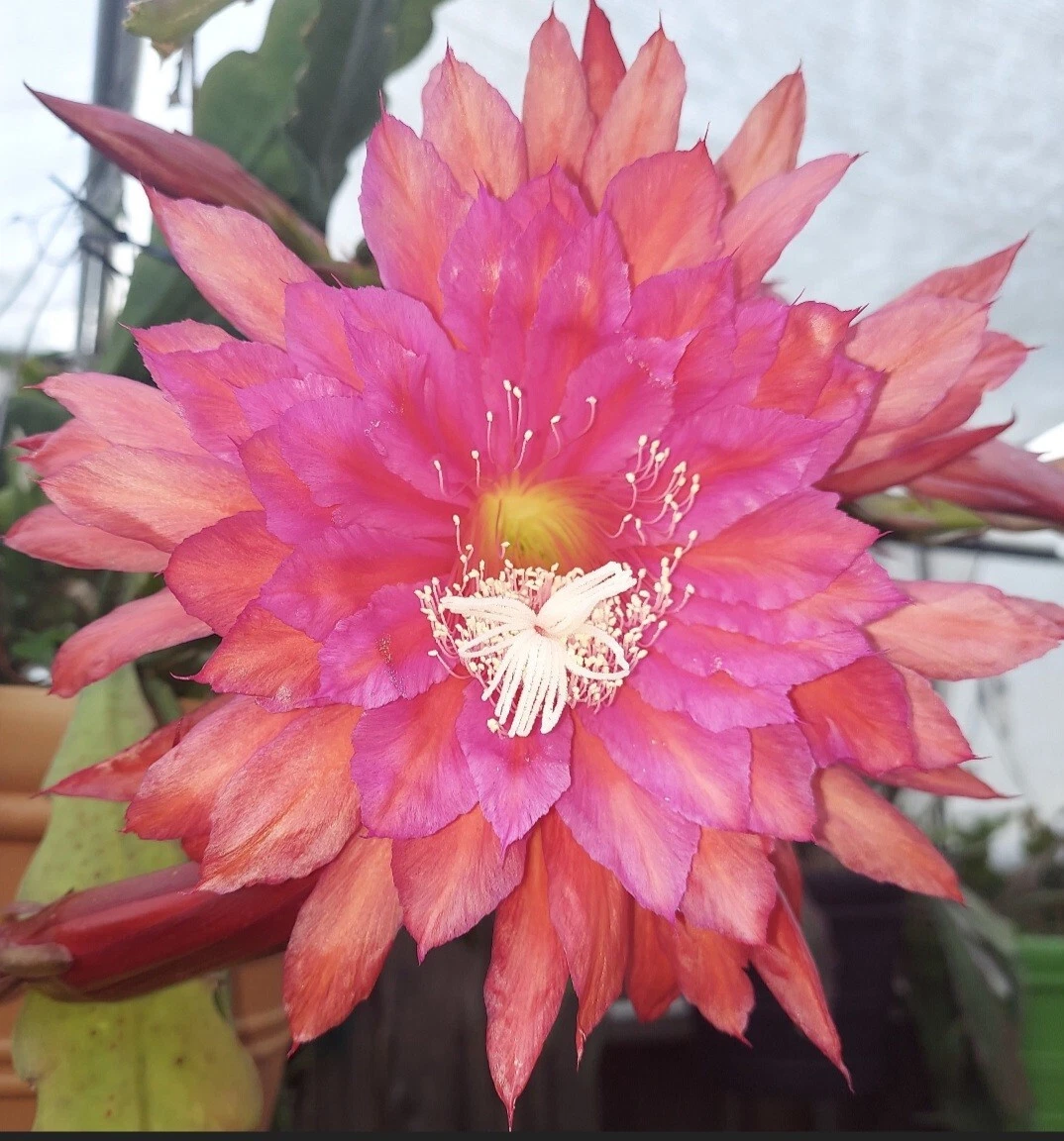 Epiphyllum ‘Slightly Sassy’ Orchid Cactus Cutting – Unrooted Succulent with Large Showy Flowers, Trailing Epiphytic Cultivar