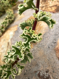 Variegated Pelargonium Geranium Cuttings – 3 Live Unrooted 6-Inch Propagation Plants