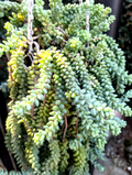 Donkey’s Tail Succulent Cuttings – 8 Unrooted Sedum morganianum Stems, 3–4 Inches for Propagation & Hanging Planters