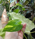 Epipremnum Pinnatum Yellow Flame Cuttings – Variegated Vine Propagation – Unrooted Tropical Houseplant Clippings