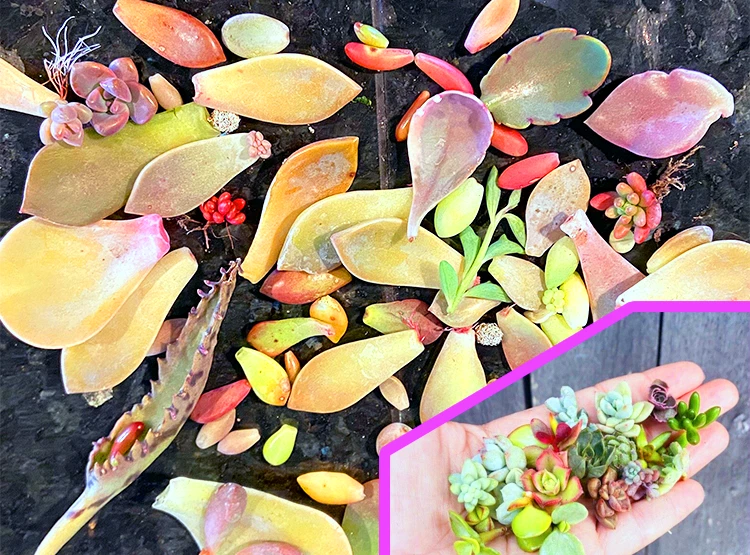 Succulent Leaf Cuttings Pack – 300+ Mixed Unrooted Leaves, Offsets, Rosettes & Florettes for Propagation