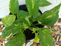 Golden Pothos Live Rooted Plant – Epipremnum Aureum Indoor & Outdoor Vine