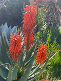 Aloe × Principis Raw Cuttings for Planting – Unrooted Succulent Stem for 1-Gallon Pot Propagation
