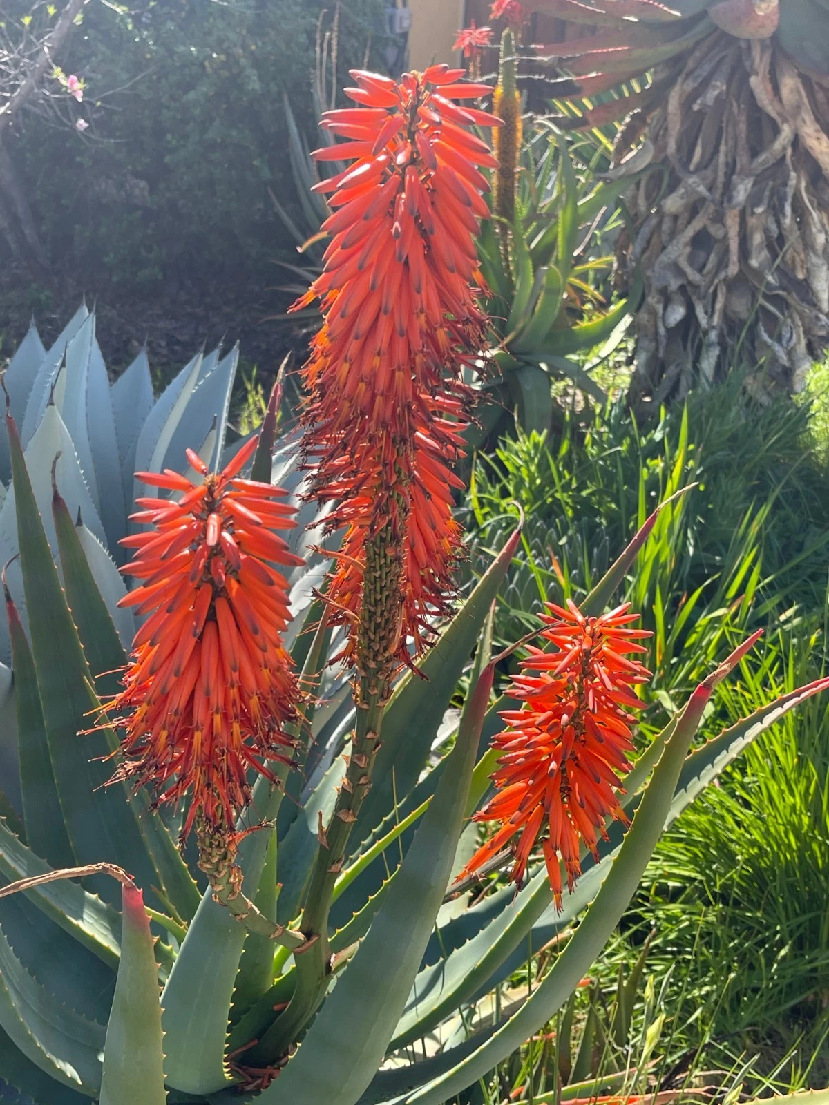 Aloe × Principis Raw Cuttings for Planting – Unrooted Succulent Stem for 1-Gallon Pot Propagation