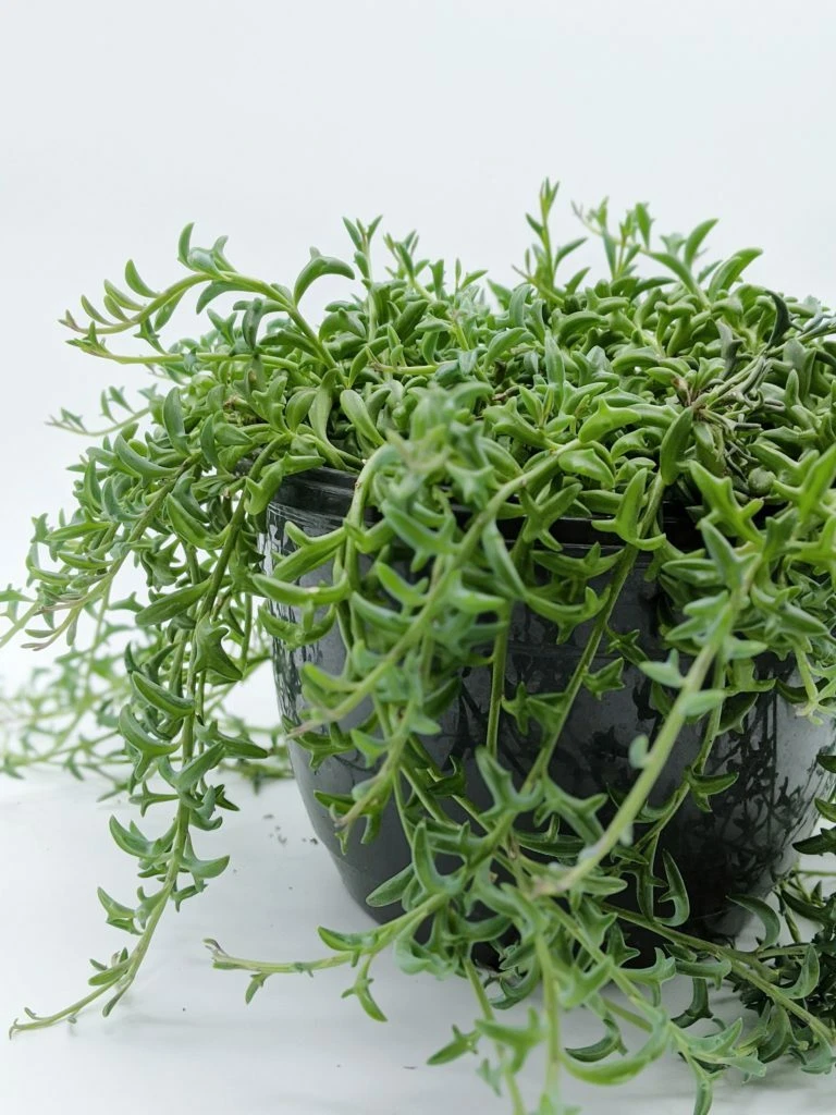 String of Dolphins Cuttings – 3 Unrooted 4in Senecio Peregrinus Stems for Rooting