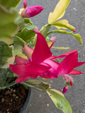 Variegated Christmas Cactus Cuttings – 3 Live Schlumbergera Hybrid Succulent Houseplant Propagation
