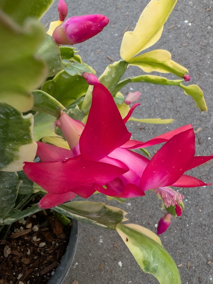 Variegated Christmas Cactus Cuttings – 3 Live Schlumbergera Hybrid Succulent Houseplant Propagation