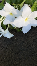 Live Plumeria pudica Fiddle Leaf Cuttings – White Frangipani, Tropical Indoor/Outdoor Garden, Fast-Growing Frangipani Plant