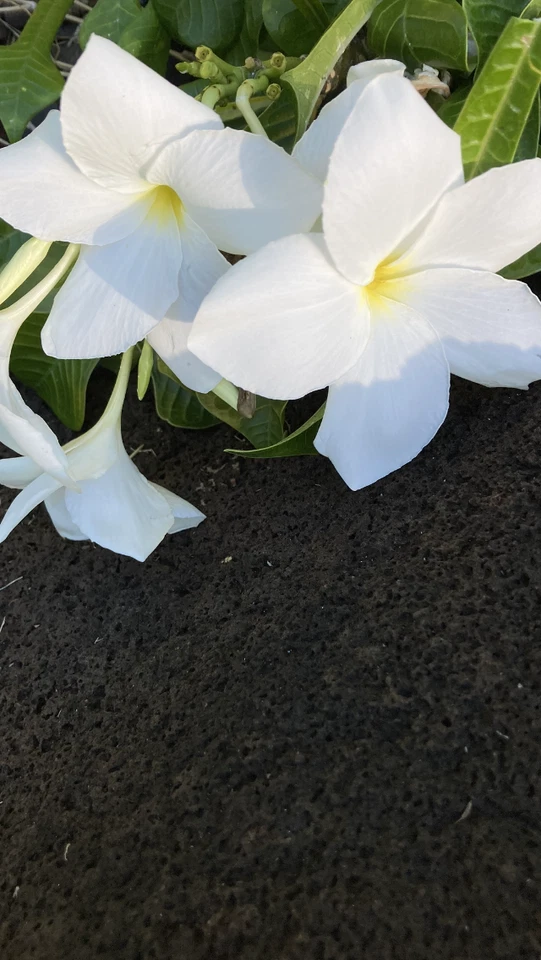 Live Plumeria pudica Fiddle Leaf Cuttings – White Frangipani, Tropical Indoor/Outdoor Garden, Fast-Growing Frangipani Plant