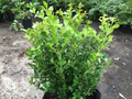 Japanese Boxwood Cuttings – Set of 12 Unrooted Buxus microphylla japonica Shrubs for Garden Propagation and Hedges