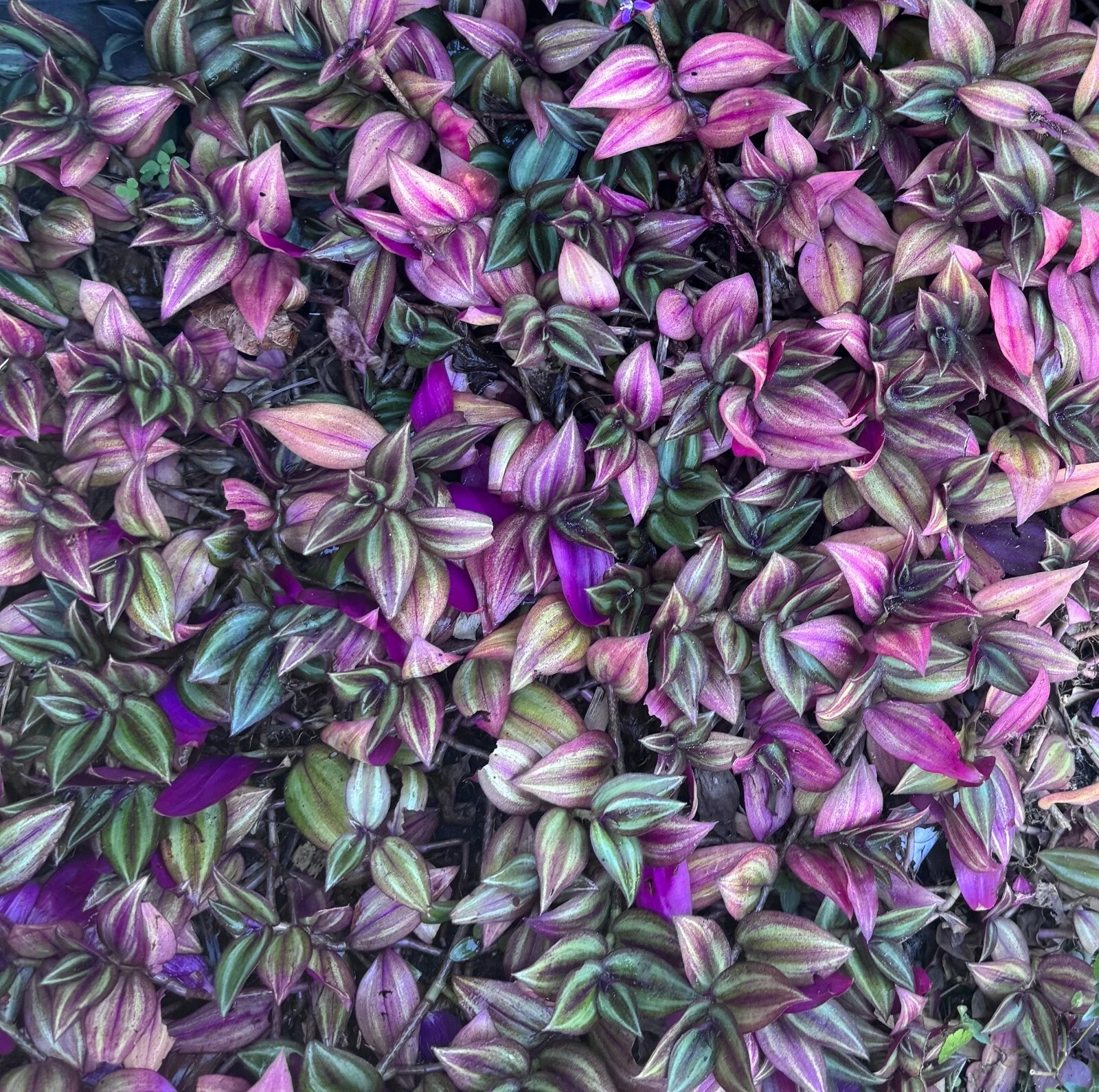 Tradescantia Zebrina Cuttings – Bundle of 5 Unrooted Stems for Propagation, Purple Silver Variegated Wandering Plant