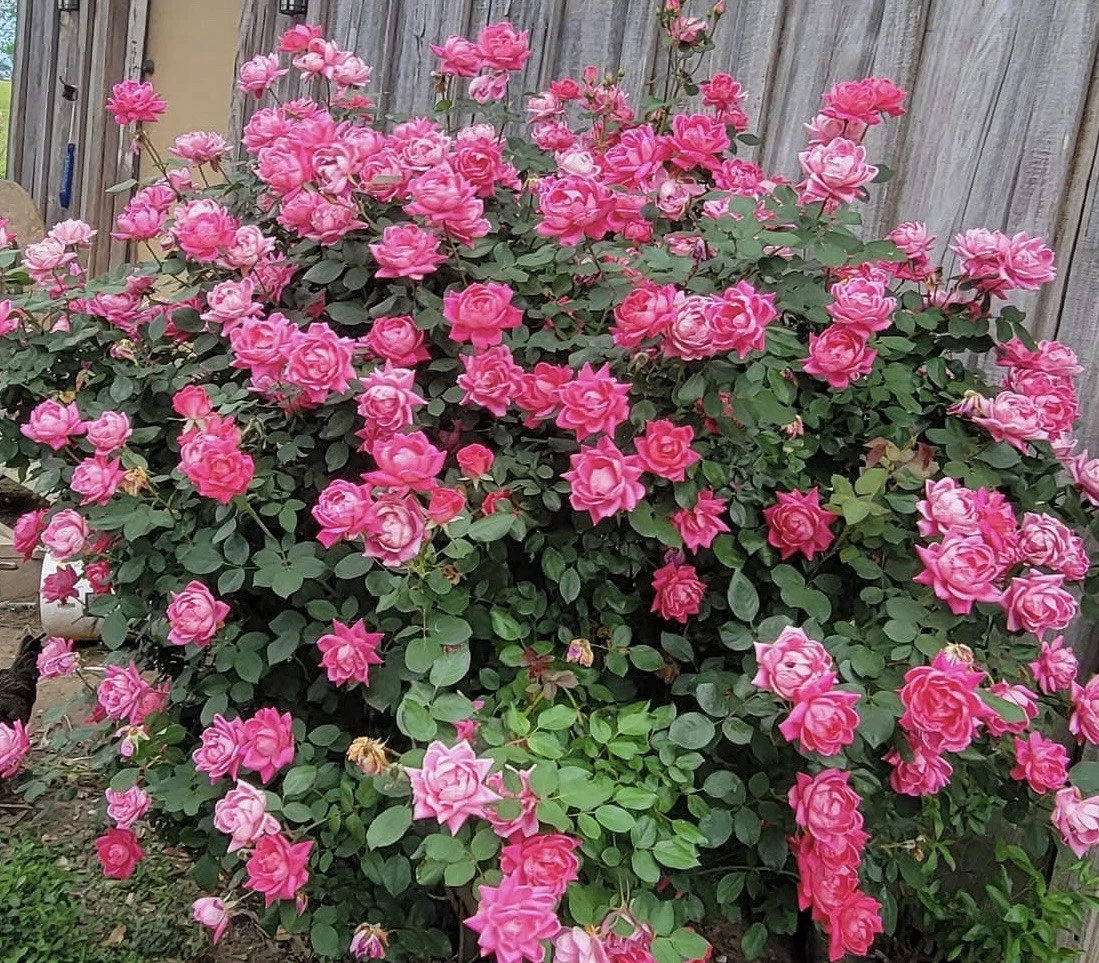 Double Knock Out Rose Cuttings – 5 Pink Unrooted Rose Bush Propagation Starts Rosa hybrid