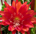 German Empress Epiphyllum Cutting – Rare Red Orchid Cactus 6+ Inch Live Stem