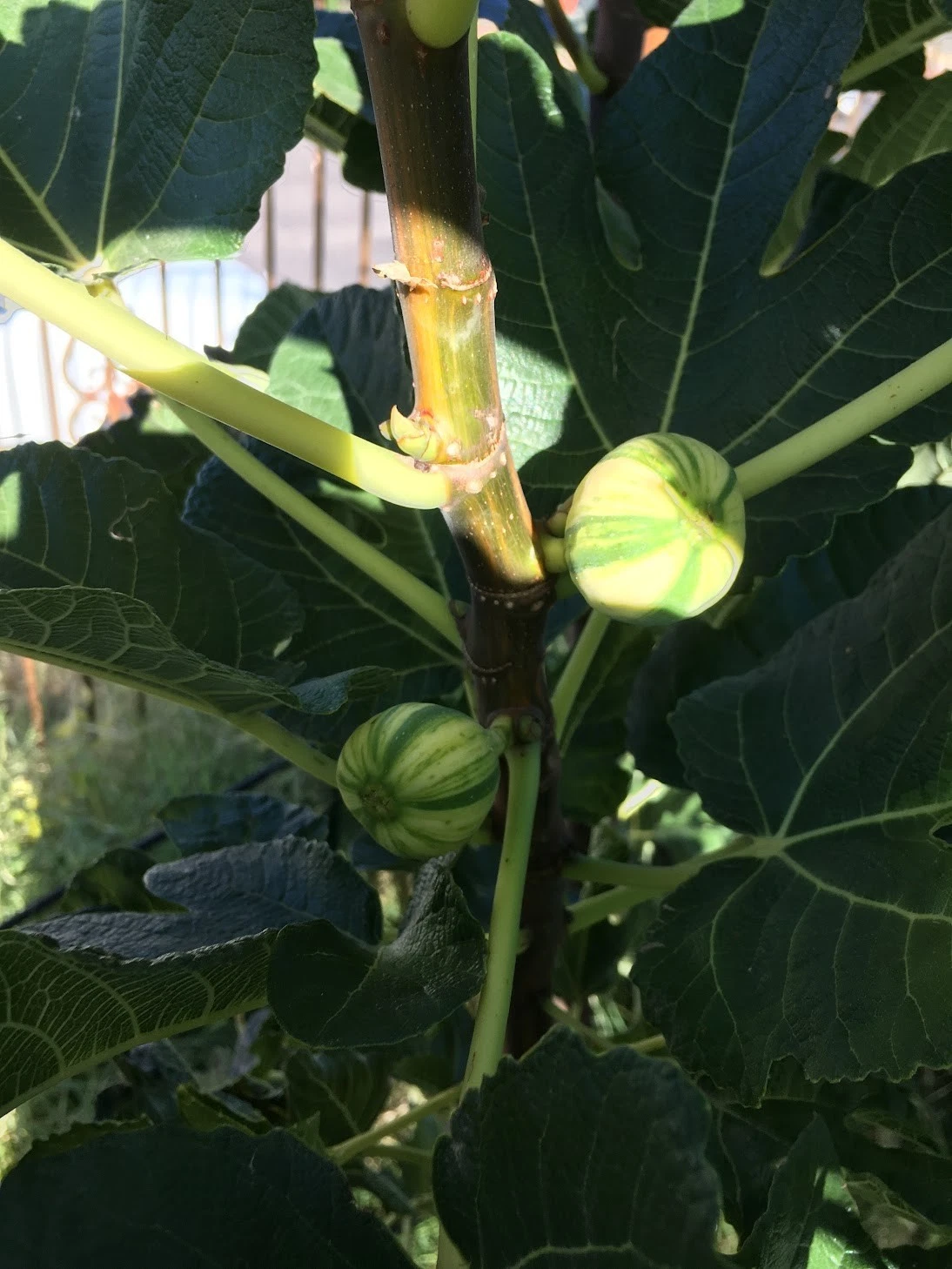 Unrooted Fig Cuttings - Bordissot Blanca Rimada Variegated Ficus carica Scions for Grafting or Rooting