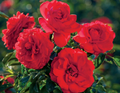 Canyon Road Floribunda Rose Cuttings – 6 Fresh Unrooted Stems with Bright Brick Red Blooms