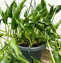 Shangri La Pothos Cuttings – 3 Unrooted Epipremnum aureum ‘Shangri La’ Houseplant Propagation Material