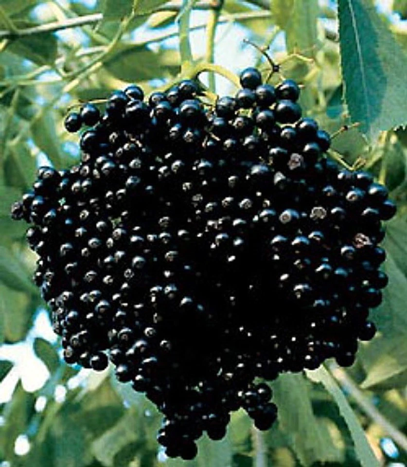Elderberry Cuttings for Planting – 10 Unrooted Sambucus Shrub Stem Cuttings for Propagation