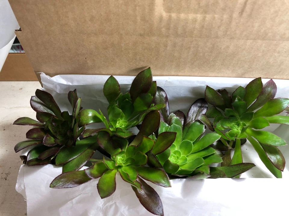 Aeonium Merlot Succulent Cuttings - 5 Live Purple Rosettes with Green Center