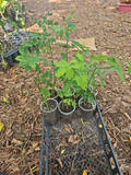 Katuk Plant Sauropus Androgynus – Live Asparagus Sweet Leaf Starter Plant