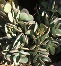Crassula arborescens Silver Dollar Succulent Cutting – Blue-Green Round Leaf Stem for Propagation
