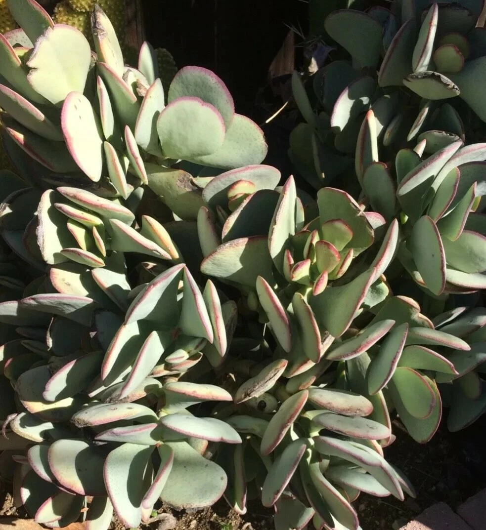 Crassula arborescens Silver Dollar Succulent Cutting – Blue-Green Round Leaf Stem for Propagation