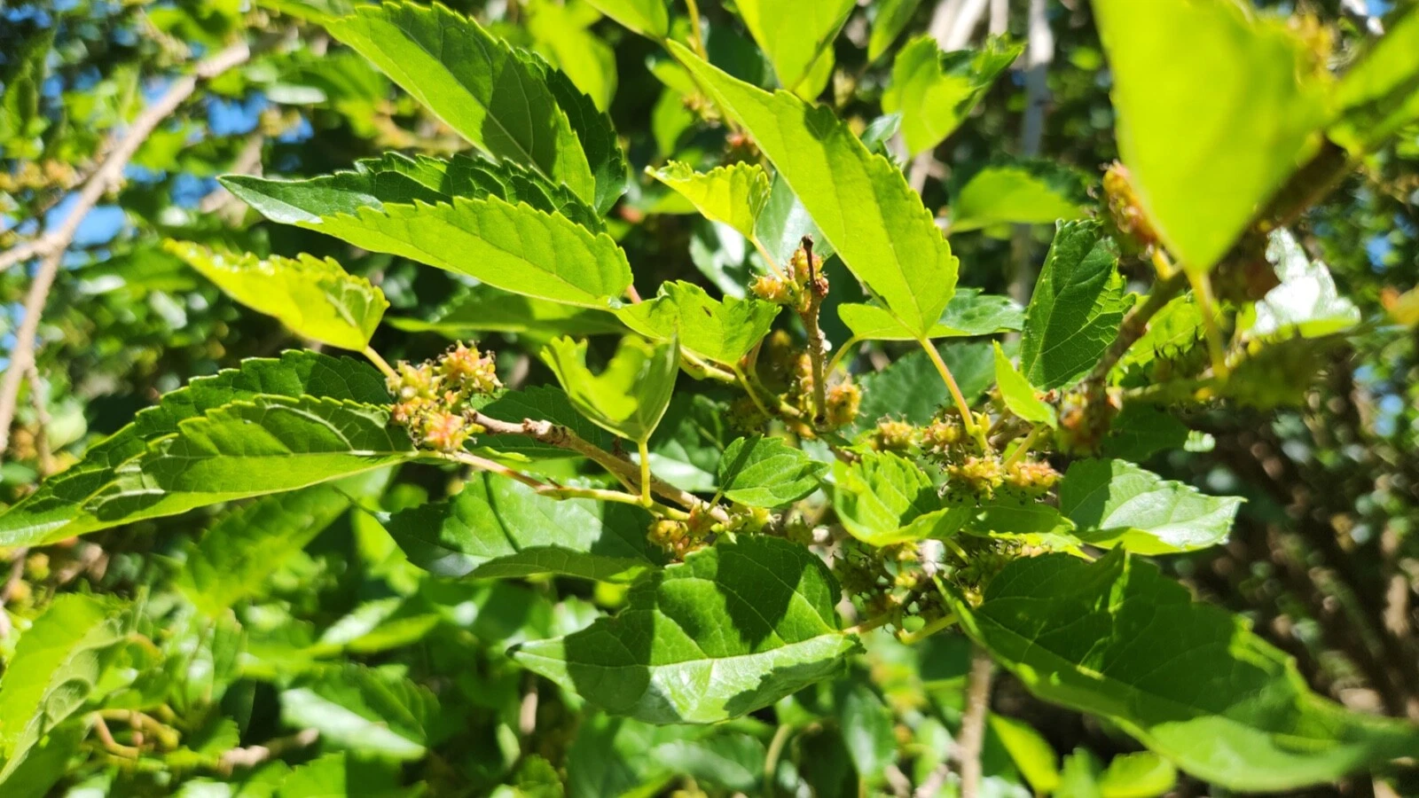 Dwarf Everbearing Mulberry Cuttings – 20 Unrooted Morus nigra Stems for Fruit Tree Propagation, Assorted Sizes