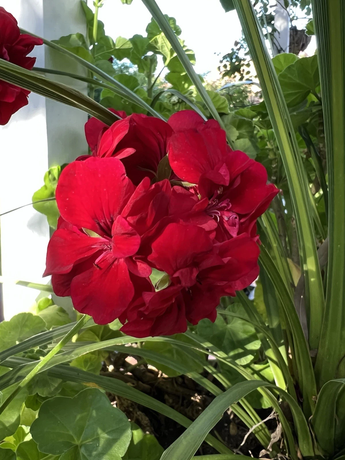 Red Ivy Geranium Cuttings – 5 Live Pelargonium peltatum Cuttings 6 Inches Long