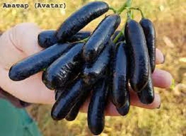 Seedless Grape Vine Cuttings – Avatar (Vitis sp.) – Unrooted Propagation Wood for Rooting & Grafting