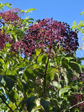 Elderberry Dormant Cuttings Set – 12 Unrooted Stems with York, Adams & Nova Varieties for Planting & Propagation