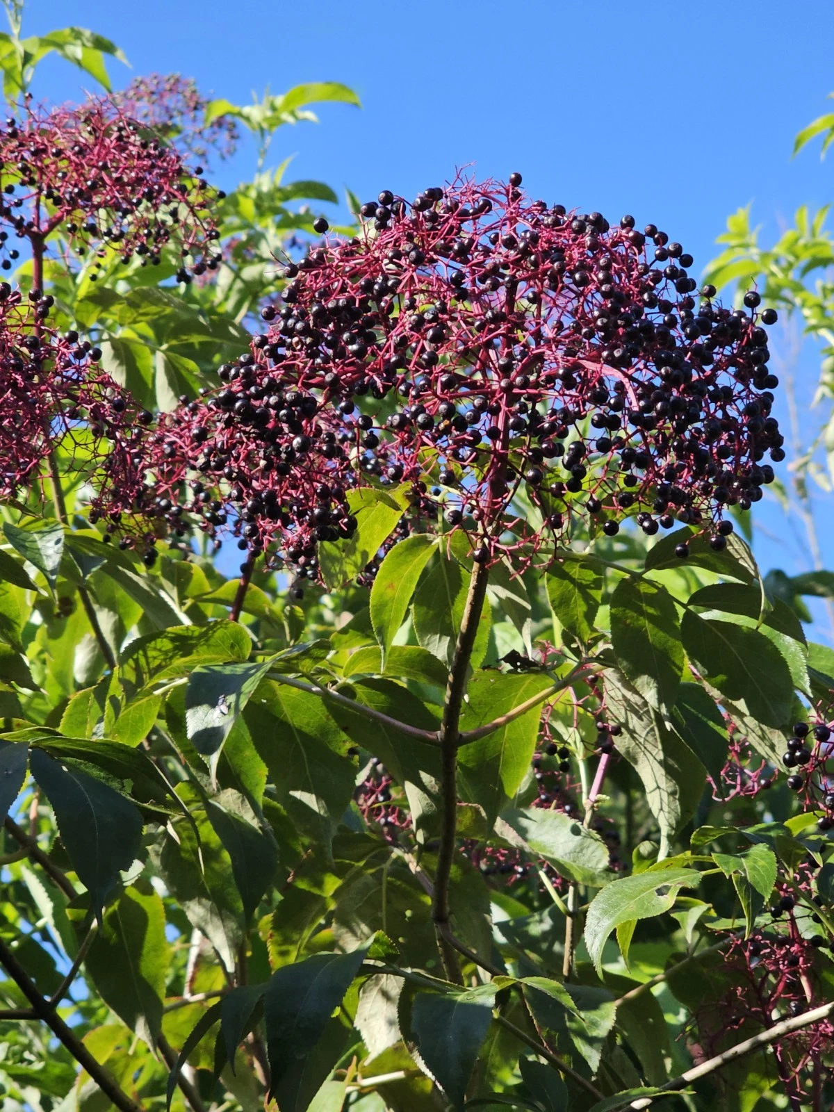Elderberry Dormant Cuttings Set – 12 Unrooted Stems with York, Adams & Nova Varieties for Planting & Propagation